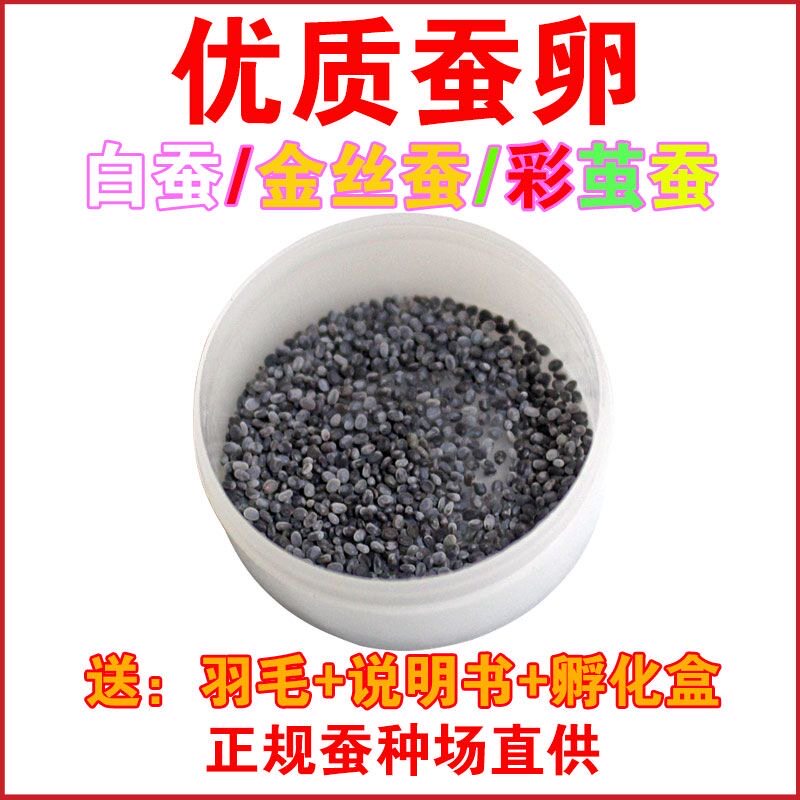 春蚕卵金丝蚕宝宝卵彩色茧蚕卵蚕七彩色蚕卵蚕种蚕籽活体白蚕桑叶