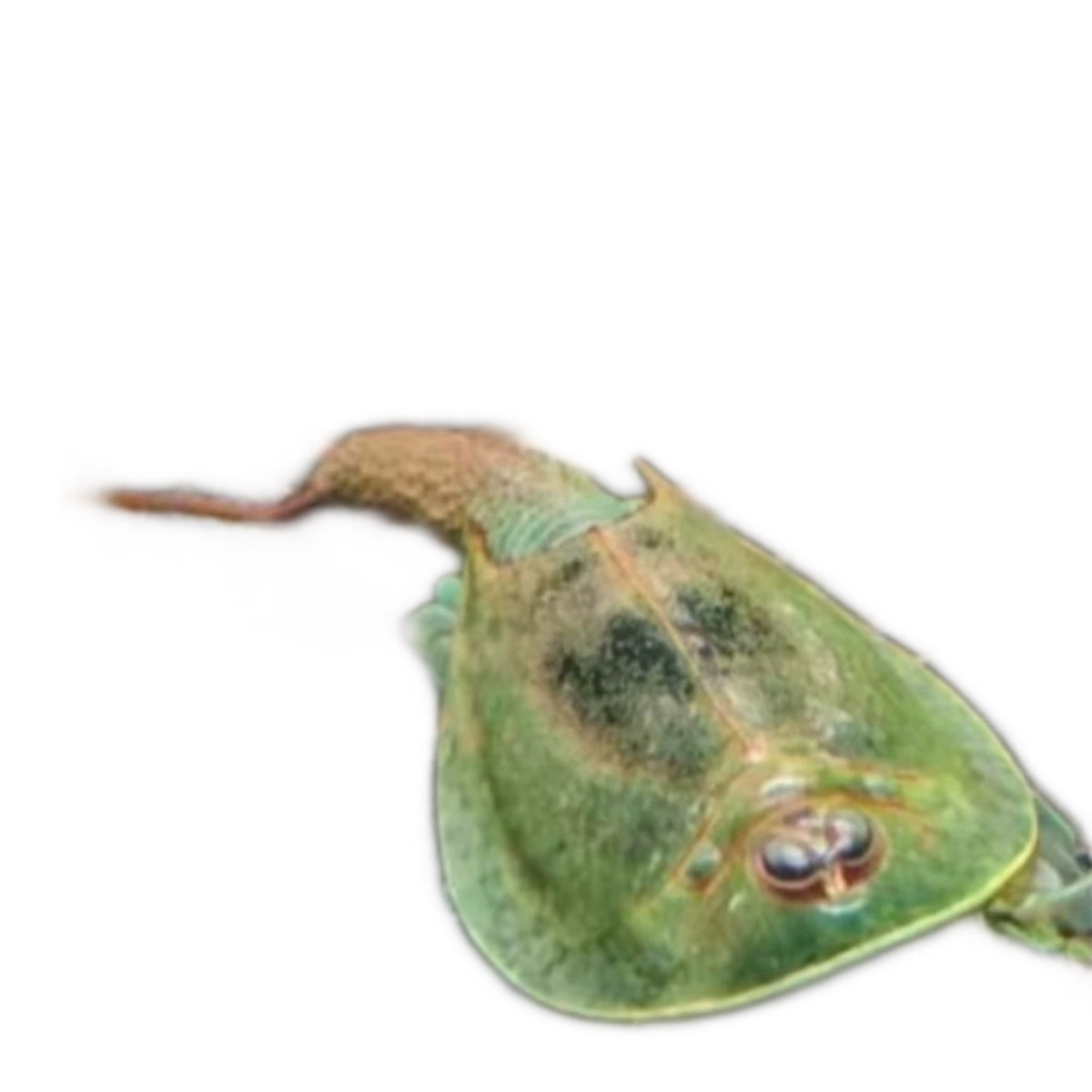 三眼恐龙虾卵鲎虫卵淡水观赏虾卵活体外星生物宠物礼物50颗卵/套