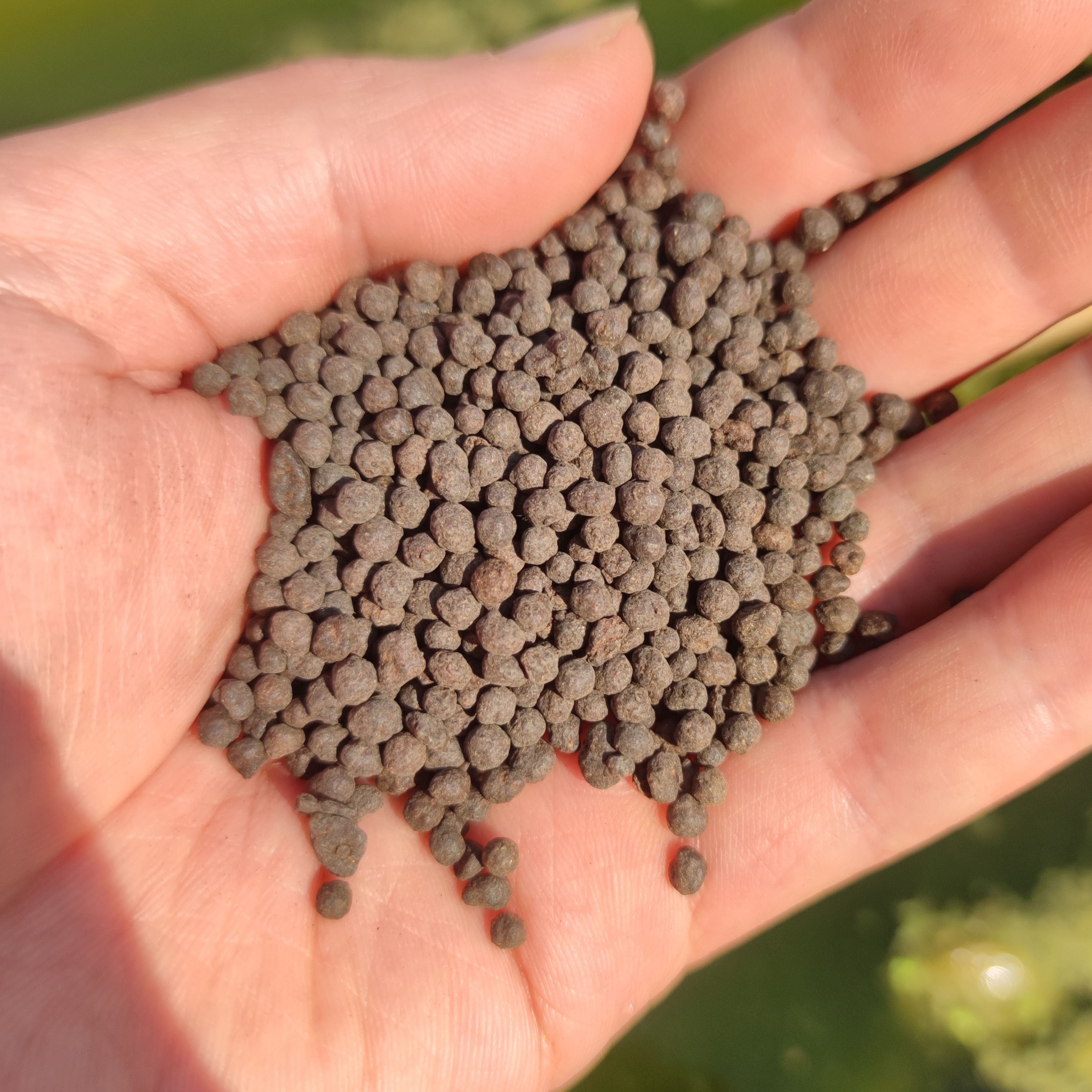 高效有机肥 碗莲睡莲花卉植物专用肥发酵大豆饼非营养液萌宝荷花