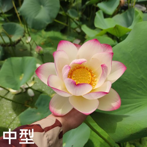 萌宝荷花大型中型碗莲水培水生藕