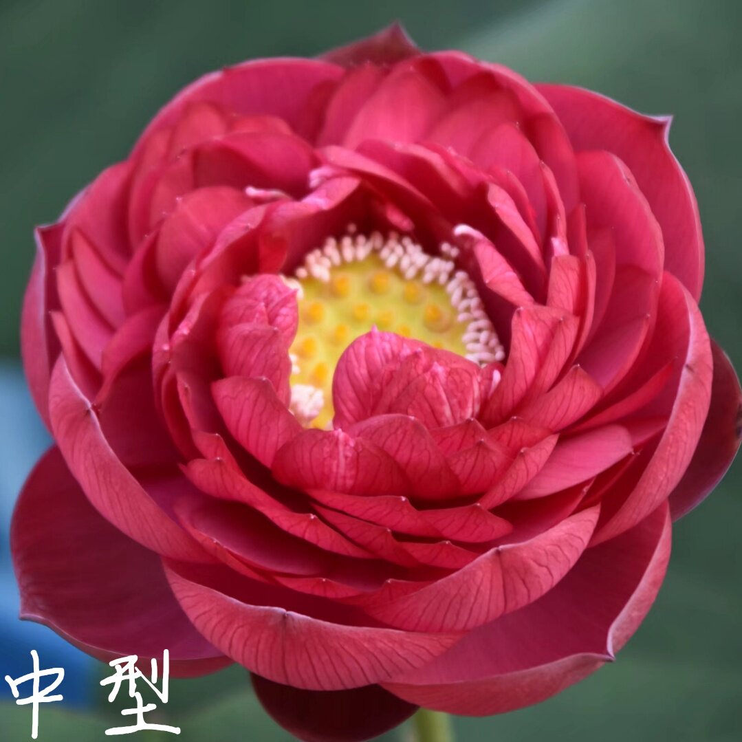 子夜 萌宝荷花苑真大中小微型迷你荷花碗莲睡莲种子藕水生植物