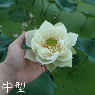 白羽清芬 真大中小微型荷花碗莲睡莲种子藕盆栽水培水生植物花卉