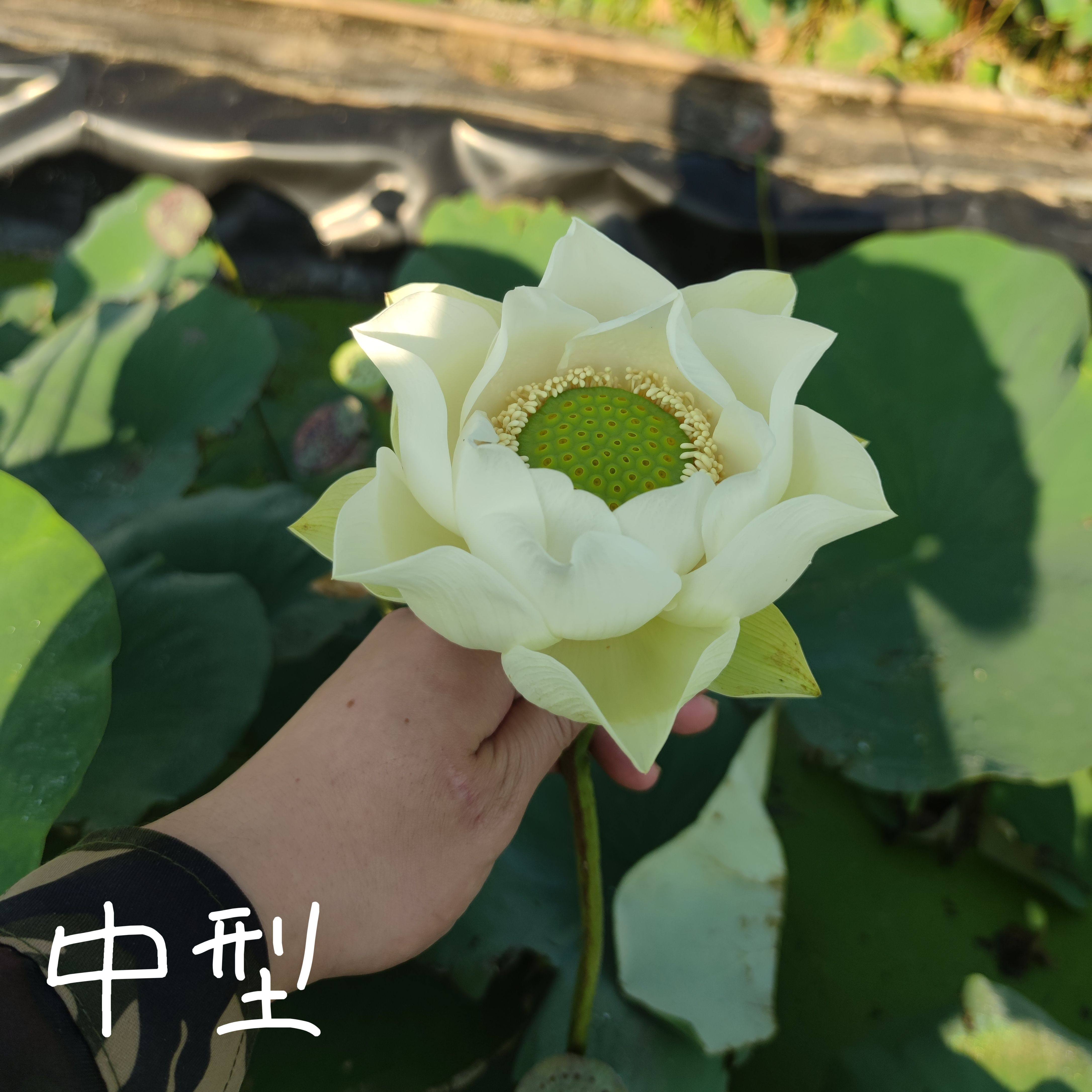 海月芳年  萌宝荷花苑真大型中型荷花碗莲睡莲种子藕水生植物花卉