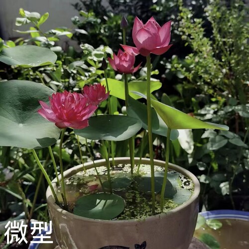 红绶 真小微型迷你荷花碗莲种子藕盆栽水培水生植物萌宝荷花苑
