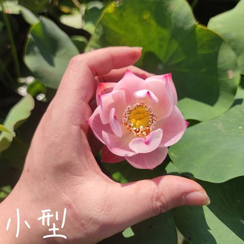 小微型碗莲荷花睡莲水培盆栽种藕