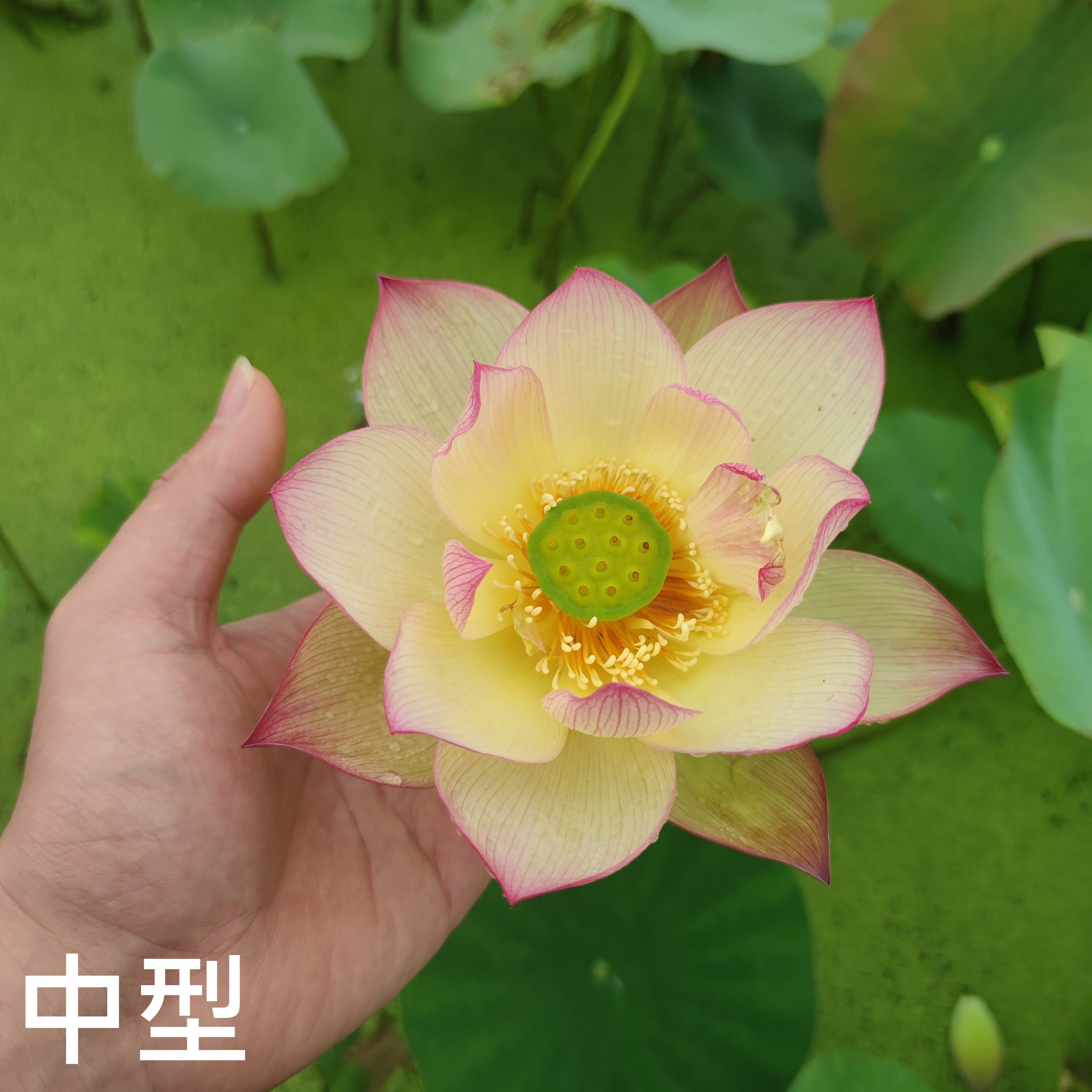 沭水清波 真大型中型荷花碗莲种子藕水培水生植物花卉萌宝荷花苑