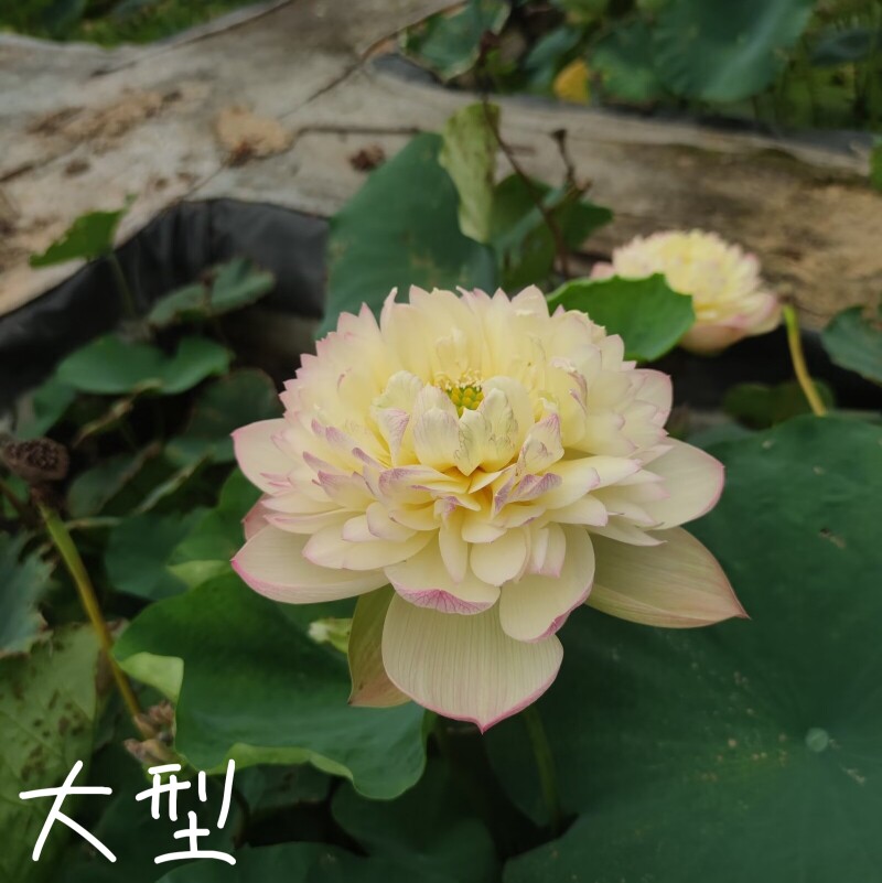 云雾仙子 萌宝荷花苑真中大型荷花碗莲盆栽种子藕水培水生植物