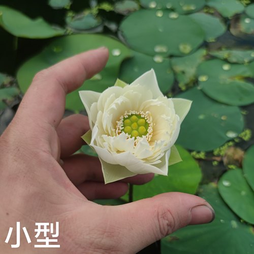萌宝荷花碗莲水生水培阳台夏季