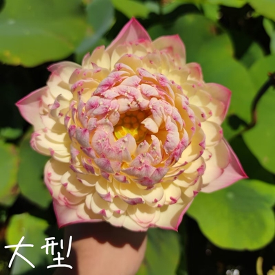 芙蓉来宾一号大中型荷花碗莲