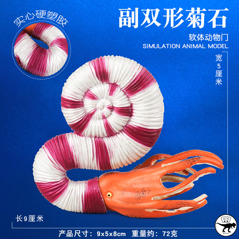 儿童史前海洋生物玩具二分副双形菊石模型仿真远古动物石炭纪认知
