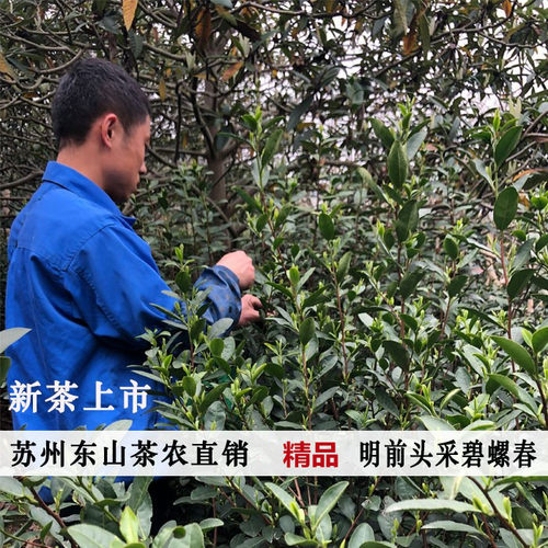 明前头采洞庭碧螺春茶叶苏州东山