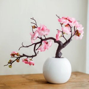 【干枝梅盆景图片】近期109组干枝梅盆景图片合集