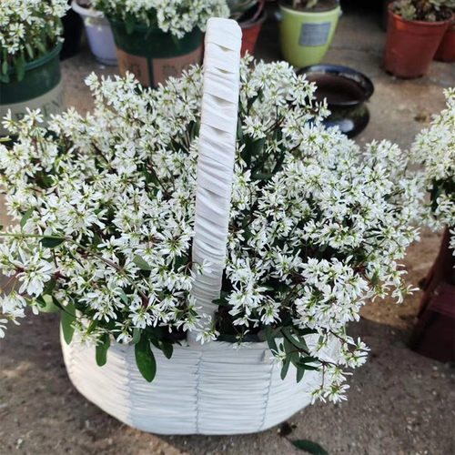 飘雪盆栽白色花阳台花卉