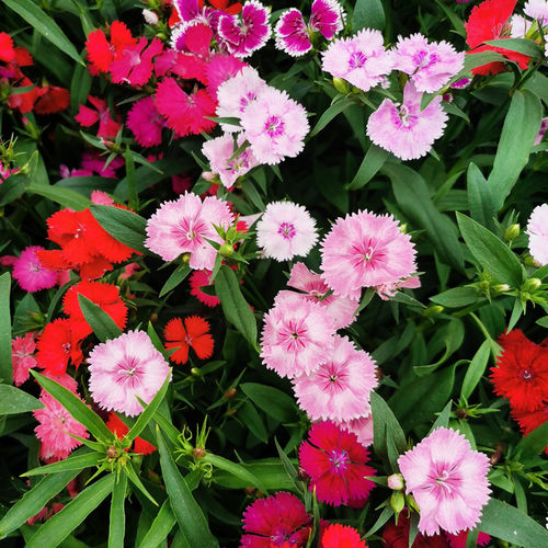 石竹盆栽阳台庭院花卉