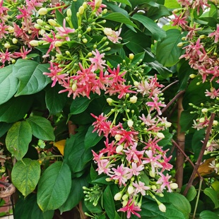 重瓣单瓣使君子 爬藤植物盆栽地栽室外庭院花架攀爬花卉花开清香