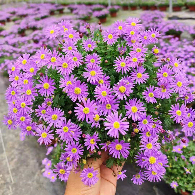 姬小菊盆栽易爆花紫色花卉菊花窗台阳台多年生植物花草花苗带花