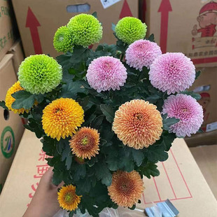 乒乓菊带花菊花盆栽阳台窗台花卉观花植物重瓣球型菊花苗观赏开花