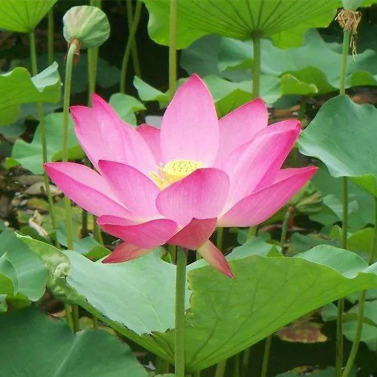 荷花碗莲盆栽成品花苗带盆池塘水池大型观赏莲花水培水生植物花卉
