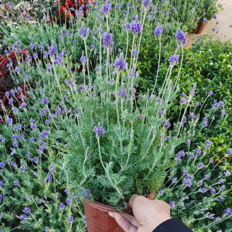 羽叶薰衣草盆栽花卉阳台露台