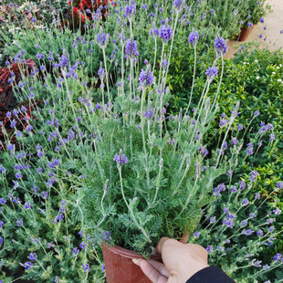羽叶薰衣草盆栽花卉阳台露台冬季开花观花植物好养薰衣草带花苞