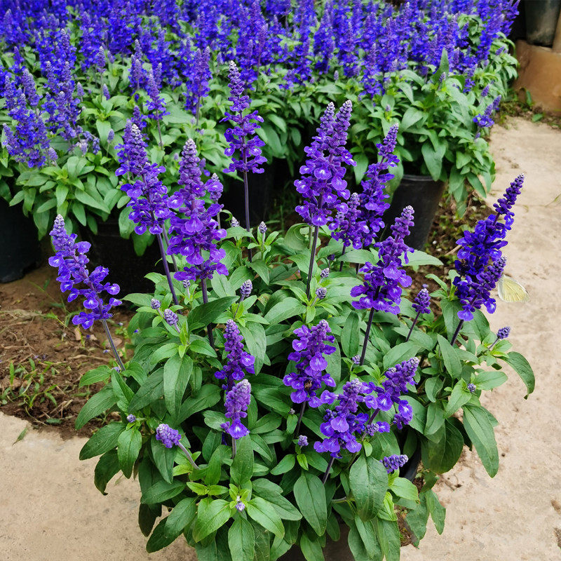 一串蓝盆栽蓝花鼠尾草薰衣草花坛花园景观花境植物花卉花苗带花苞