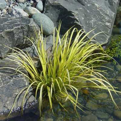 金叶石菖蒲 盆栽地栽水生植物花境花园水池鱼池旁搭配造景绿植