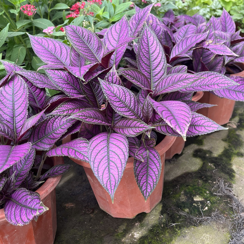 庭院花园花坛景观造景绿植