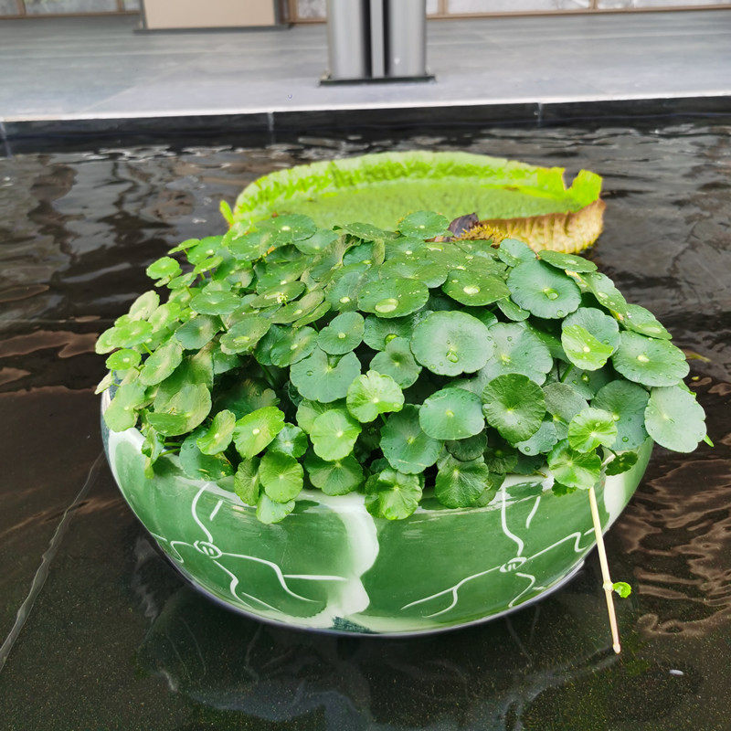 铜钱草水培植物室外水池水生金钱草室内桌面观叶绿植四季常绿花卉