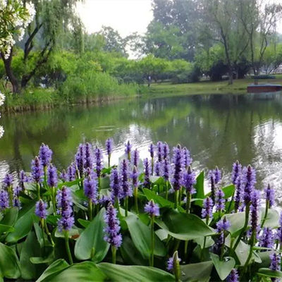 梭鱼草水培植物鱼池水池花卉