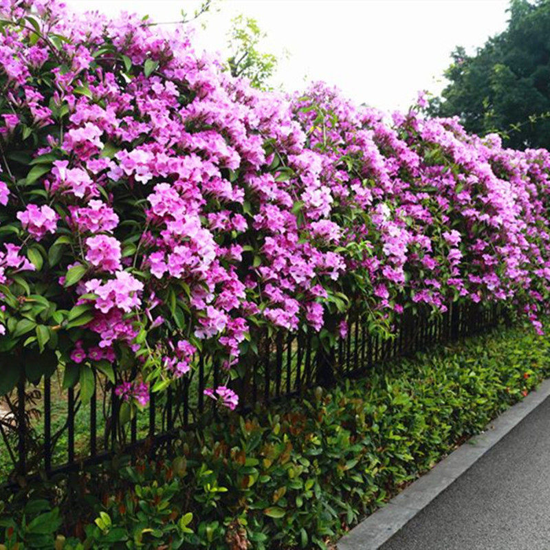 蒜香藤爬藤植物庭院花园室外盆栽