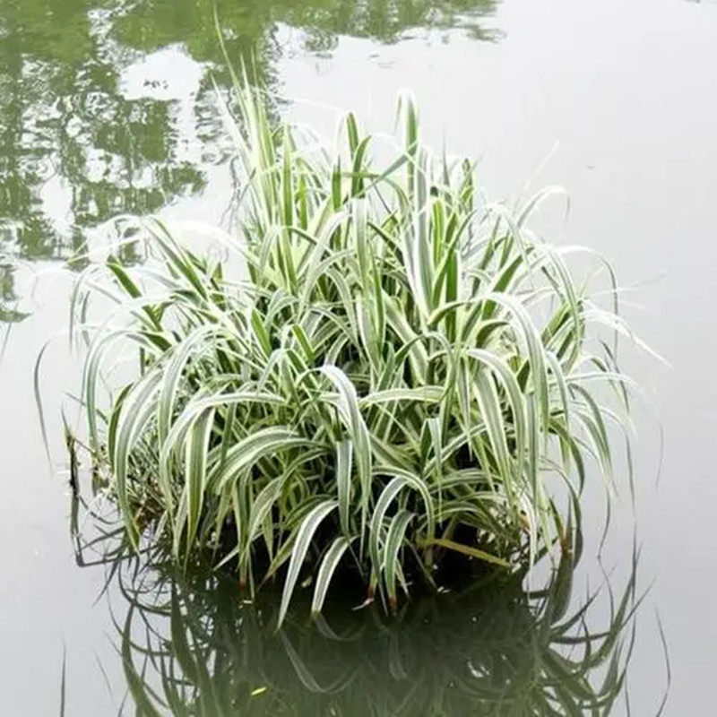 水生芦苇 花叶芦苇芦竹水生植物河道池塘净化水质绿化水养绿植