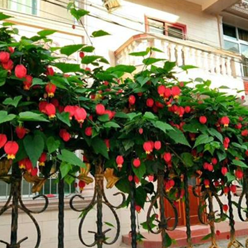 爬藤灯笼花庭院室外植物