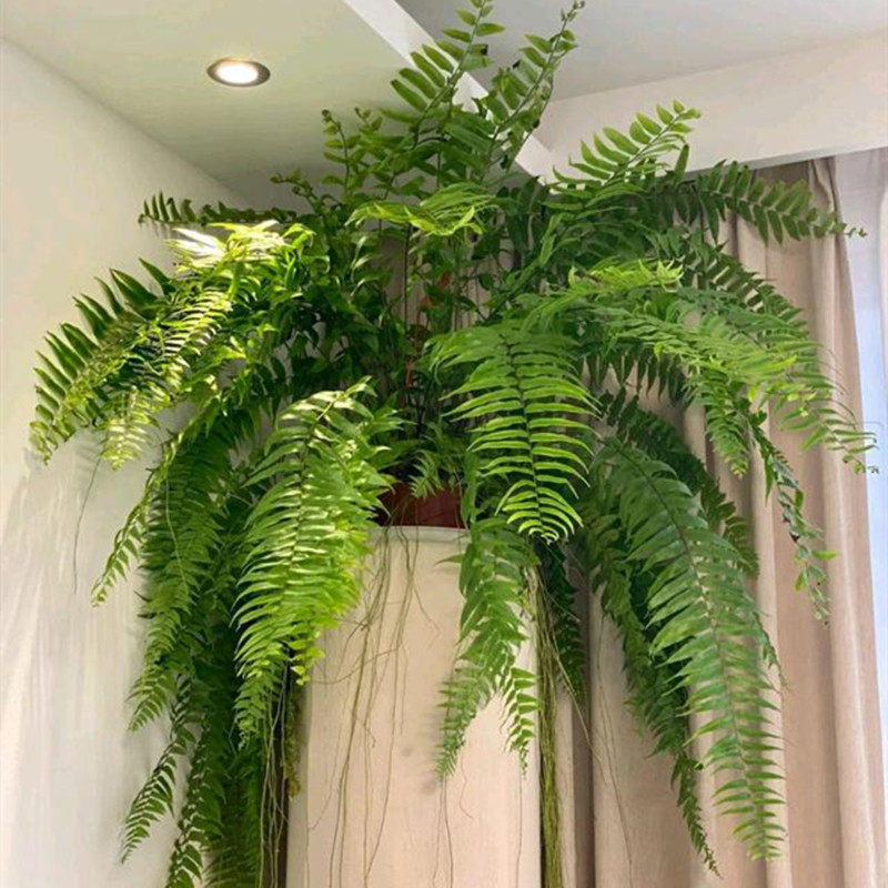 霸王蕨室内大型蕨类垂吊植物长叶肾蕨网红北欧风客厅观叶绿植常绿