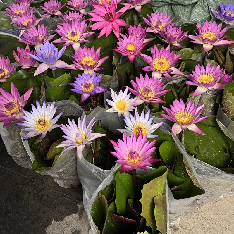 睡莲带花苞 带泥土水缸水池水培水生水养植物花卉多年生睡莲花苗