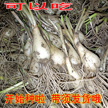 新鲜荞头种子1斤3斤5斤农家现挖茭头无叶生叫头薤白可种泡菜蕌头