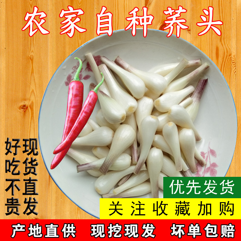 四川荞头新鲜茭头 教头大个叫头农家蔬菜藠头嚼头泡菜食材5斤包邮