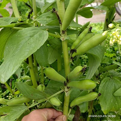 重庆四川新鲜嫩胡豆带壳发货