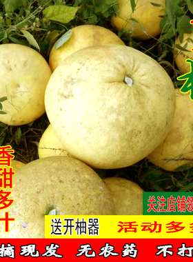 重庆特产梁平柚子新鲜麻柚子平顶柚梁山柚当季孕妇水果6个装礼品