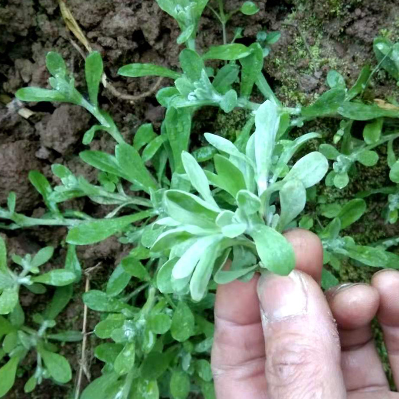 重庆鼠曲草野生新鲜晒干清明草粑艾叶农家清明菜青团水萩菠草包邮