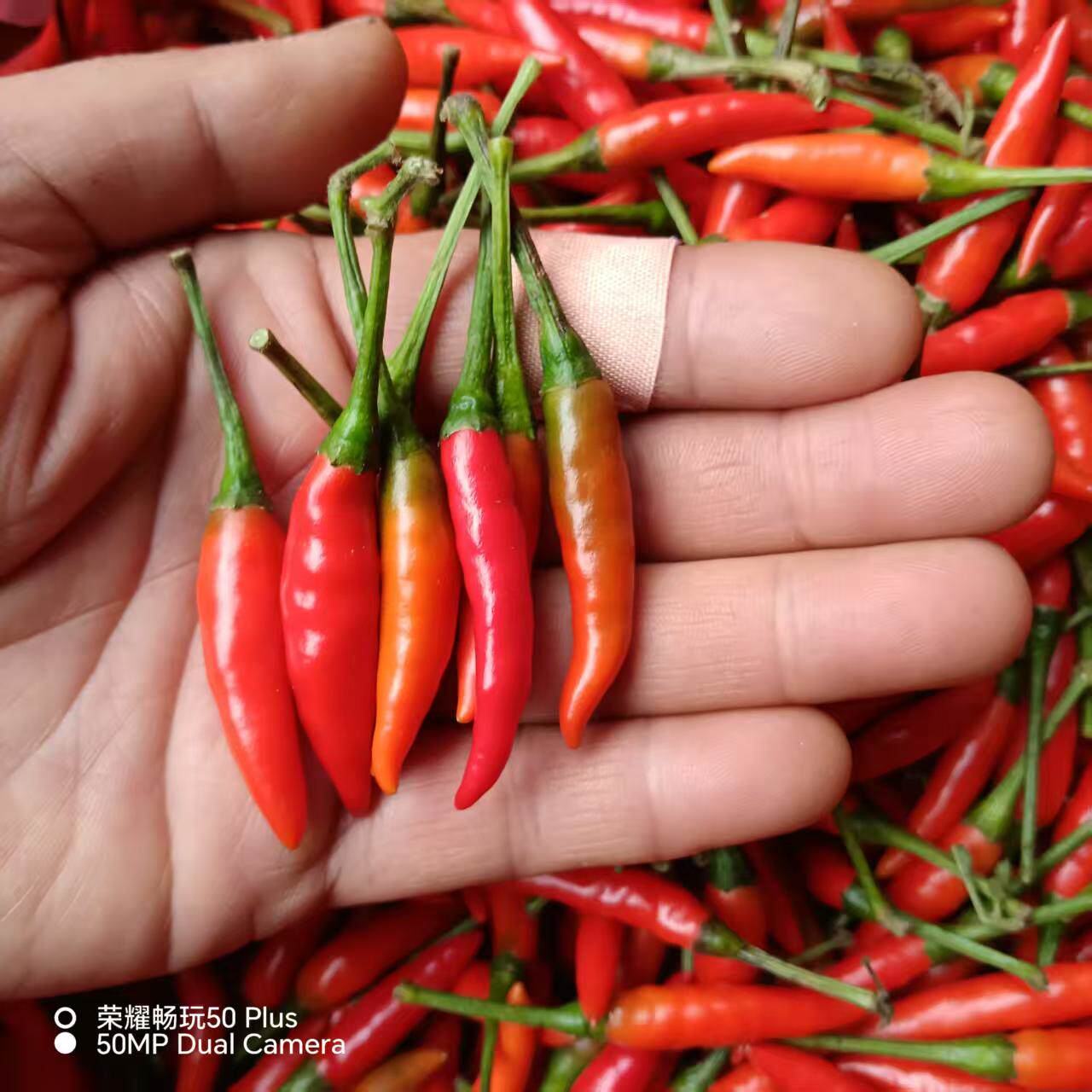 重庆新鲜红辣椒食用农产品