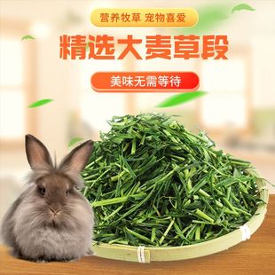 荷兰猪大麦草段兔子牧草宠物侏儒豚鼠食物干粮龙猫饲料兔粮干草段