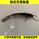 淡水斑点叉尾鮰鱼苗钳鱼叉尾鱼回鱼喂食 活体大型养殖食用易活 包邮