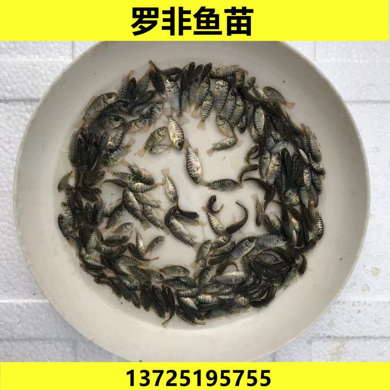 淡水罗非鱼苗非洲鲫鱼福寿奥尼新吉富鱼饵料鱼饲料鱼活体养殖易活