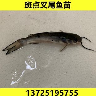 活体大型养殖食用易活 淡水斑点叉尾鮰鱼苗钳鱼叉尾鱼回鱼喂食 包邮