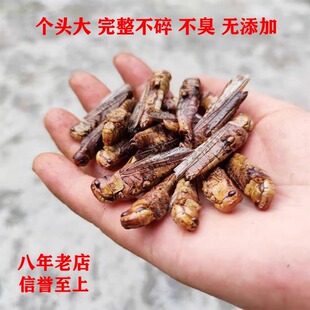 野生蝗虫蚂蚱蚱蜢干粉 画眉靛颏百灵鹩哥自制鸟食原料