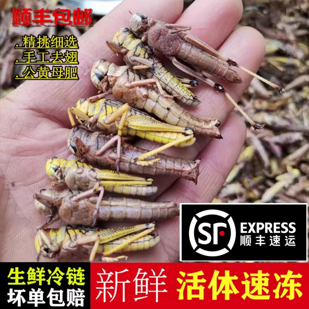 蚂蚱速冻东亚飞蝗公带黄母带卵