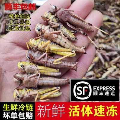 蚂蚱速冻东亚飞蝗公带黄母带卵