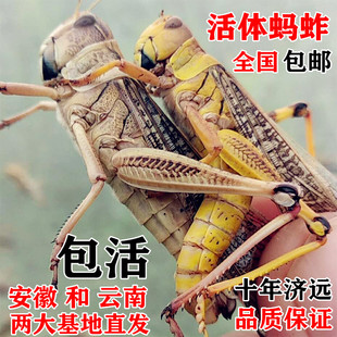 东亚飞蝗活体蚂蚱蝗虫蚱蜢草蜢蟋蟀幼虫成虫 顺丰包邮