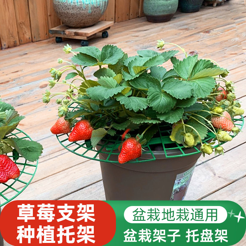 草莓支架种植架托盘架