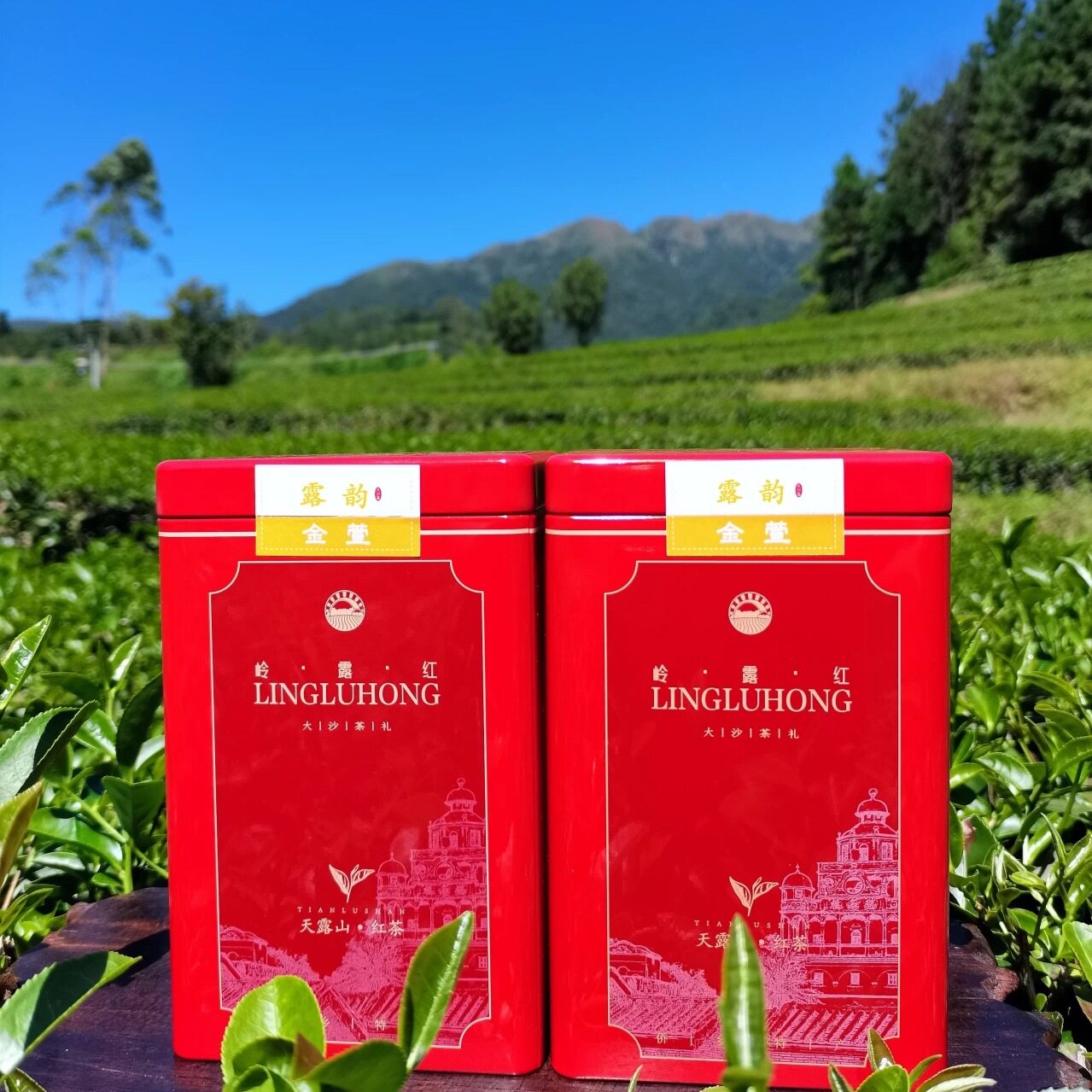 大沙红茶 露韵金萱红茶 大沙茶天露山 岗坪岭露红茶厂